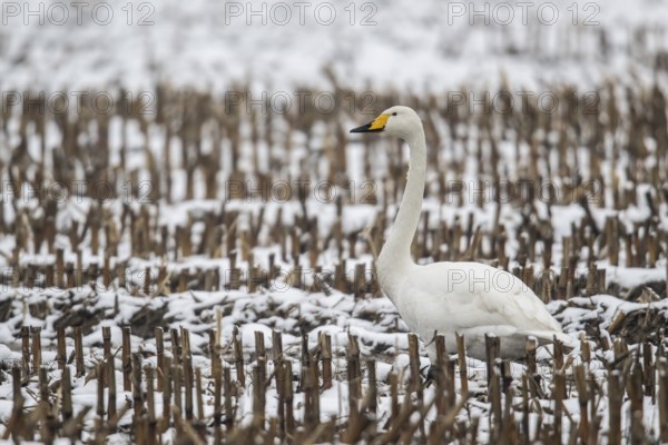 Whooper Swan (Cygnus cygnus), Emsland, Lower Saxony, Germany, Europe