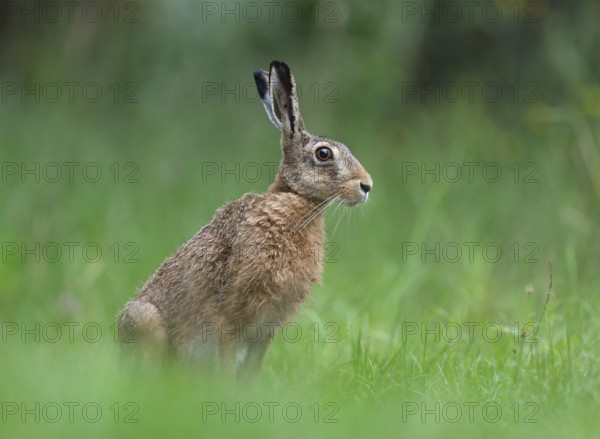 European hare (Lepus europaeus) sitting in a meadow, Lower Saxony, Germany, Europe