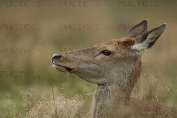 Red deer (Cervus elaphus) adult female hind animal portrait, Surrey, England, United Kingdom, Europe