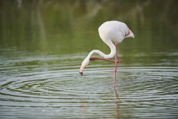 Greater Flamingo (Phoenicopterus roseus) standing in the water, Parc Naturel Regional de Camargue, France, Europe