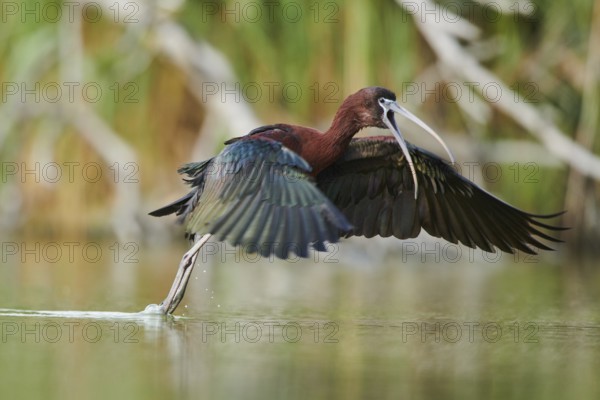 Glossy ibis (Plegadis falcinellus) cleaning its feathers in the water shaking its wings, Camargue, France, Europe