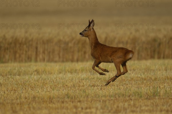 Roe deer (Capreolus capreolus) adult male buck running in a farmland stubble field, Norfolk, England, United Kingdom, Europe