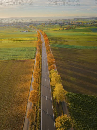 Aerial view of an avenue at sunrise in autumn, Herrenberg, Germany, Europe