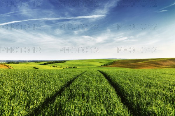 Vintage retro effect filtered hipster style image of Green fields of Moravia with blue sky, Czech Republic, Europe