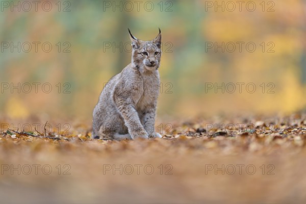 Eurasian lynx (Lynx lynx), in forest at autumn