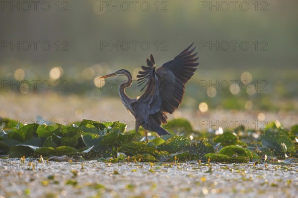 Purple heron (Ardea purpurea), the bird searches for prey in shallow water in the early morning and flies off, Hungary, Europe