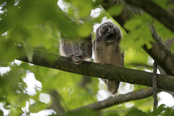 Long-eared owl (Asio otus), two young birds, nest fledglings, long exposure, Bottrop, Ruhr area, North Rhine-Westphalia, Germany, Europe