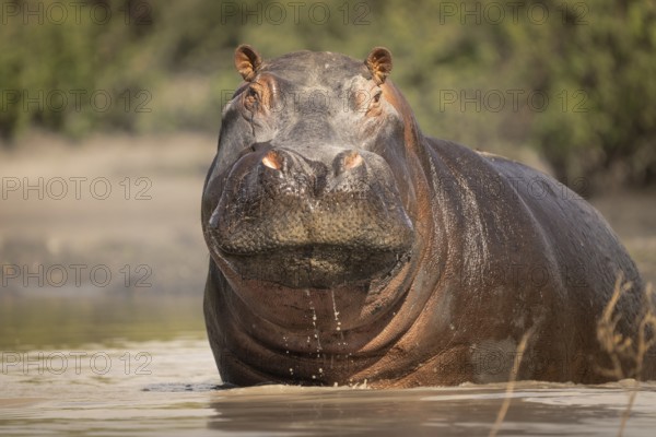 Hippo (Hippopotamus amphibius) portrait. Front view of the face and head. Animal is standing in water. Okavango Delta, Botswana, Africa