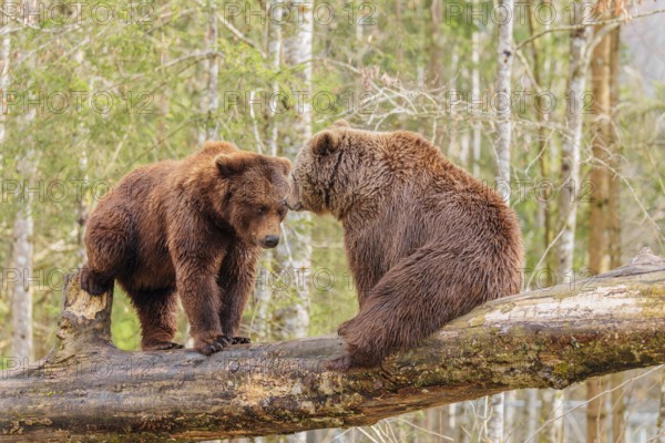 A young male Eurasian brown bear (Ursus arctos arctos) and a female brown bear sit/stand opposite each other on a rotting tree trunk lying on the ground