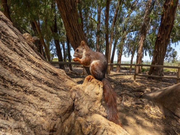 Red squirrel enjoying a meal on a tree trunk in a sunny natural park, surrounded by eucalyptus trees