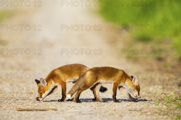 Fox (Vulpes vulpes) puppies Germany