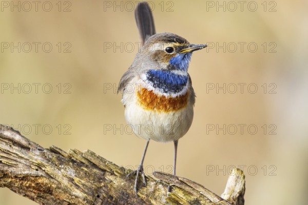 Bluethroat (Luscinia svecica cyanecula) Male Germany