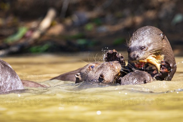 Giant otter (Pteronura brasiliensis) Pantanal Brazil