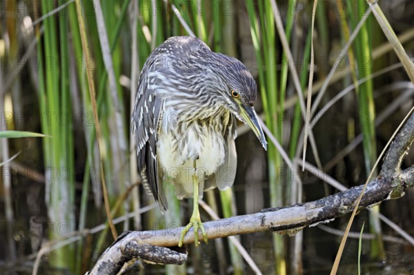 Night heron (Nycticorax nycticorax), young bird sitting on a branch, Canton of Neuchâtel, Switzerland, Europe