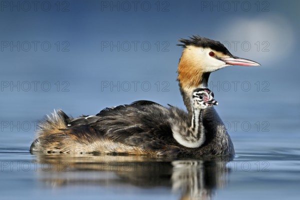 Great Crested Grebe (Podiceps Scalloped ribbonfish), with chicks in plumage swimming in the water, Lake Zug, Canton Zug, Switzerland, Europe