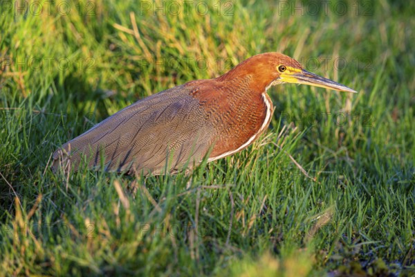 Rufescent tiger heron (Tigrisoma lineatum) Pantanal Brazil