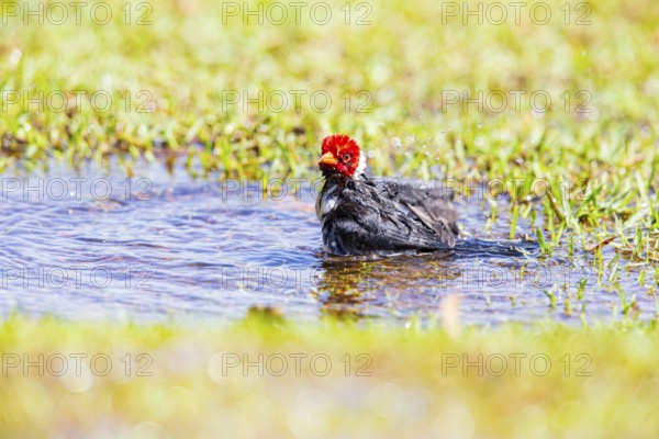 The red-capped cardinal (Paroaria gularis) Pantanal Brazil