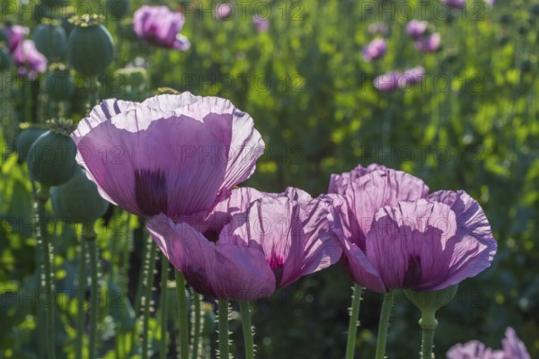 Blue poppy (Papaver somniferum) in a field near Callenberg, Saxony, Germany, Europe