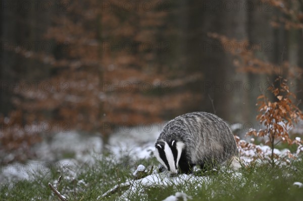 Badger in the snow, Wittlich, Rhineland-Palatinate, Germany, Europe
