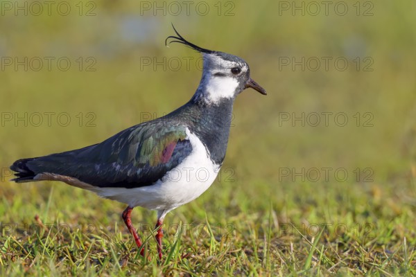 Lapwing (Vanellus vanellus) adult bird foraging in wet meadow, wildlife, animals, birds, plover family Ochsenmoor, Naturpark Dümmer See, Hüde Lower Saxony, Germany, Europe