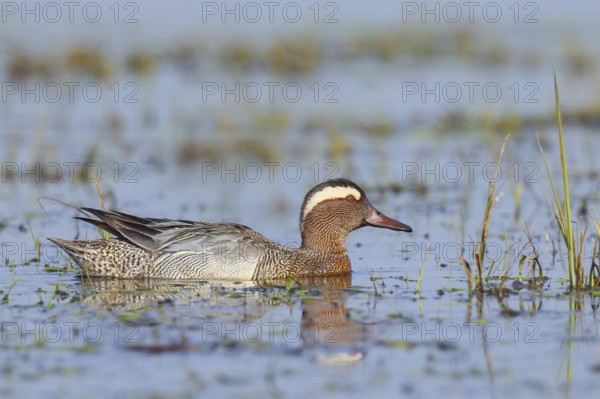 Garganey (Anas querquedula), male in a wet meadow, wildlife, animals, birds, migratory bird, long-distance migrant, Ochsenmoor at Lake Dümmer, swimming duck, wildlife, Hüde, Lower Saxony, Germany, Europe