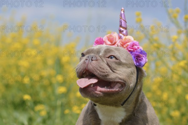 Lilac brindle colored French Bulldog dog with funny pink unicorn headband and tongue sticking out in front of blurry yellow flowers