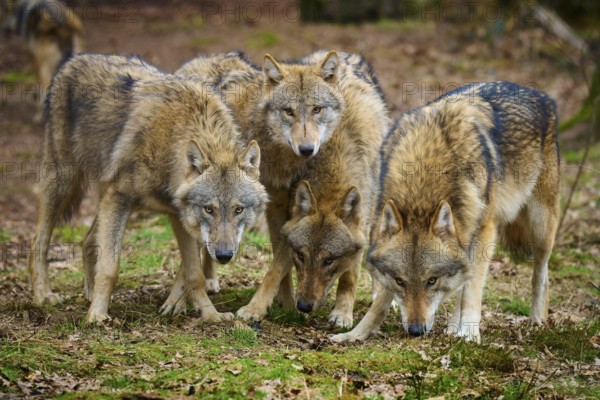 Wolf (Canis lupus), a group of wolves standing vigilantly and attentively together, Germany, Europe