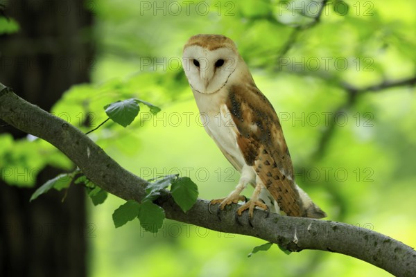 Barn owl (Tyto alba), adult, vigilant, on tree, in summer, Šumava, Czech Republic, Europe