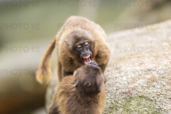 Gelada (Theropithecus gelada) arguing with each other, captive, Germany, Europe