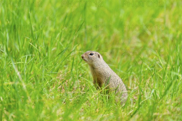 European ground squirrel (Spermophilus citellus) on a meadwo, Bavaria, Germany, Europe