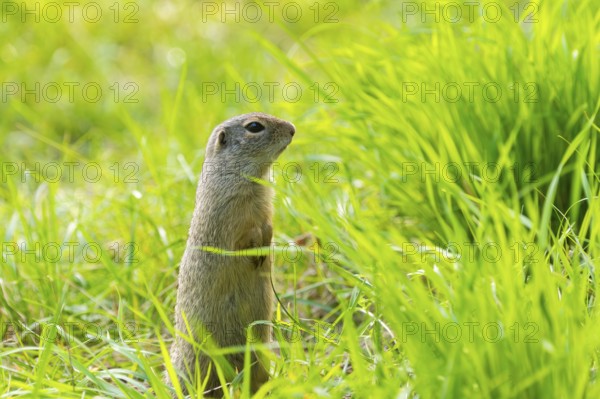 European ground squirrel (Spermophilus citellus) on a meadwo, Bavaria, Germany, Europe