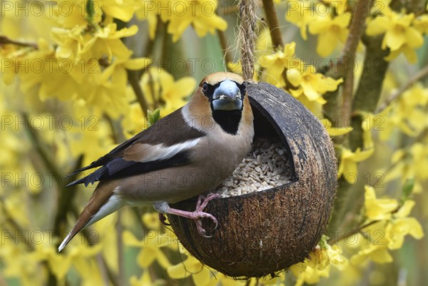Hawfinch, (Coccothraustes coccothraustes) eats sunflower seeds in forsythia, (Forsythia × intermedia Zabel) from a coconut