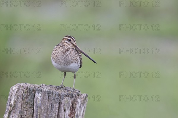 Snipe (Gallinago gallinago), standing on fence posts of a pasture, on moorland, snipe birds, wildlife, nature photography, Ochsenmoor, Naturpark Dümmer See, Hüde, Lower Saxony, Germany, Europe