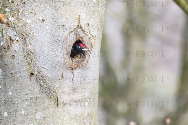 Black woodpecker (Dryocopus martius) ml Germany