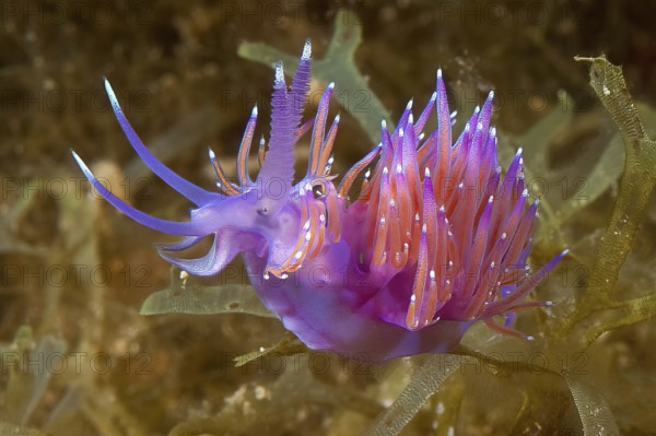 Pink-orange coloured nudibranch Thread snail (Coryphella pedata) with orange-red crawling over algae, Mediterranean Sea, Majorca, Balearic Islands, Spain, Europe