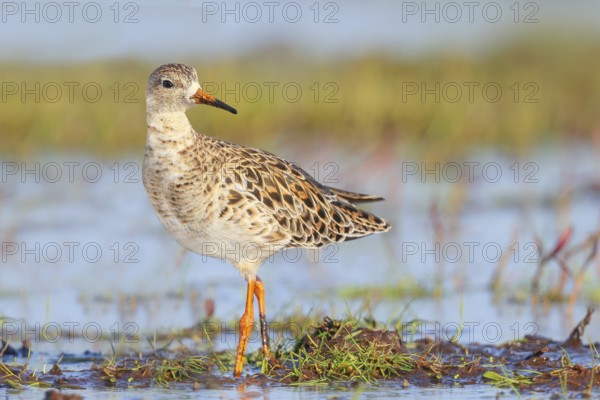 Ruff, (Philomachus pugnax), female stands on a moorland looking for food, Wildlife, Animals, Birds, Snipe family, Spring, Hüde, Ochsenmoor, Dümmer See, Hüde, Lower Saxony, Germany, Europe