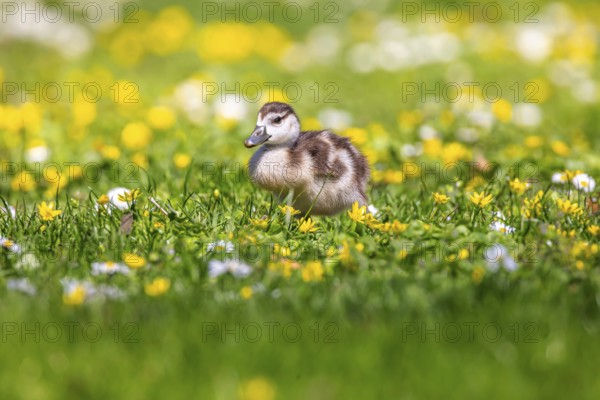 Chicks of the Nile Goose (Alopochen aegyptiaca) freshly hatched, park in spring with spring flowers. Stuttgart, Baden-Württemberg, Germany, Europe