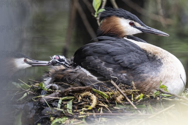 Great Crested Grebe (Podiceps Scalloped ribbonfish) with juveniles), Emsland, Lower Saxony, Germany, Europe