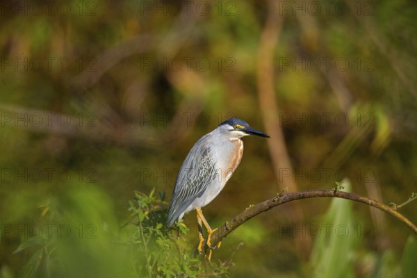 Mongrove Heron (Butorides striatus) Pantanal Brazil