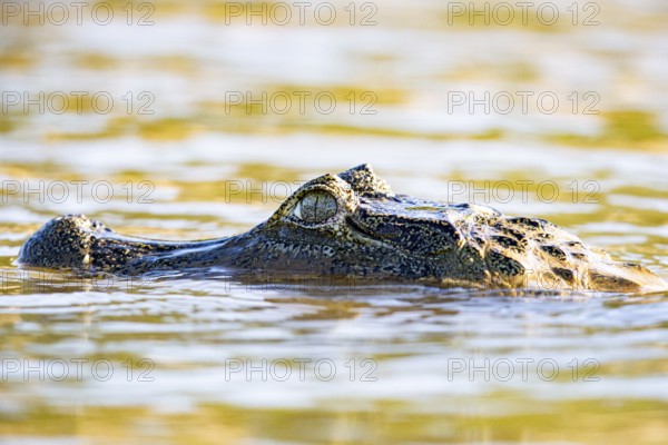 Spectacled caiman (Caiman crocodilius) Panatanal Brazil