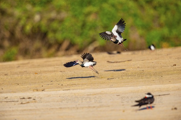 Bronze lapwing (Vanellus chilensis) Pantanal Brazil
