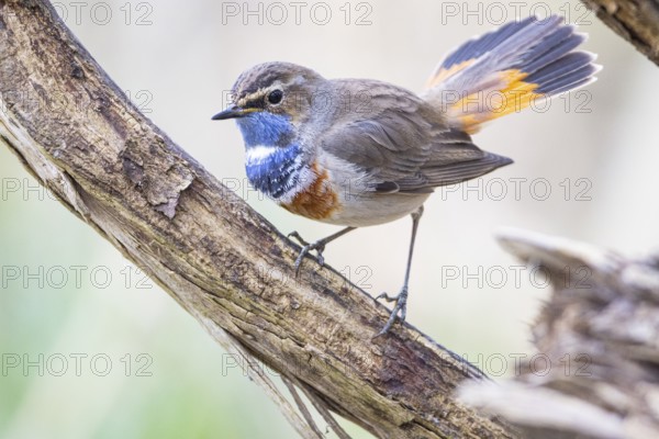 Bluethroat (Luscinia svecica cyanecula) Male Germany
