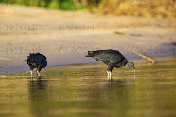 Raven Vulture (Coragyps atratus) Pantanal Brazil