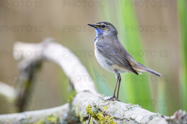 Bluethroat (Luscinia svecica cyanecula) Male Germany