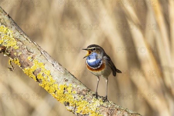 Bluethroat (Luscinia svecica cyanecula) Male Germany