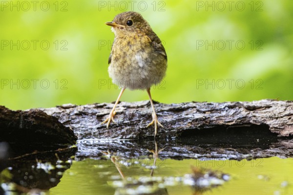 European robin (Erithacus rubecula) juven. Germany
