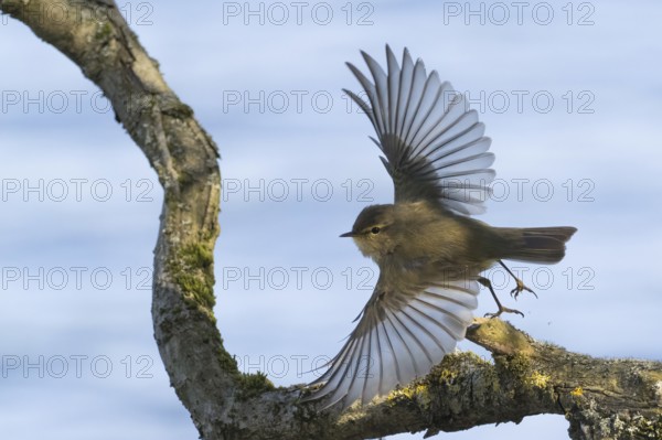 A chiffchaff (Phylloscopus collybita) spreads its wings wide as it takes off from a branch, Hesse, Germany, Europe