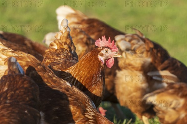 Several brown chickens on a green meadow, in the sunlight, domestic chicken, Rhineland-Palatinate, Germany, Europe