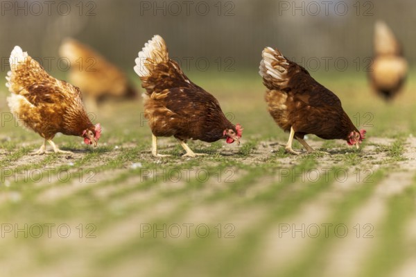 Chickens pecking peacefully in a green meadow, domestic chicken, Rhineland-Palatinate, Germany, Europe