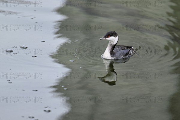Slavonian Grebe (Podiceps auritus), adult, in adult plumage, winter plumage, swimming in Lake Zug, Switzerland, Europe